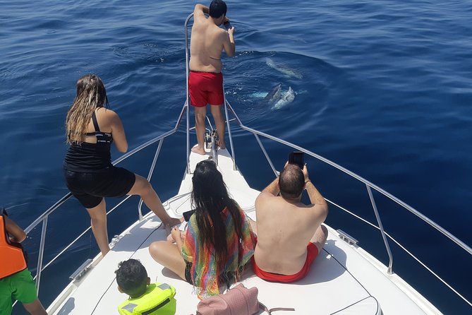2 Hours Dolphin Watching in Marbella - What this Marbella boat trip is really about