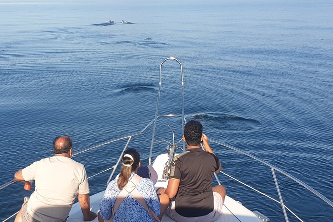 2 Hours Dolphin Watching in Marbella - Timing, weather, and the dolphin question