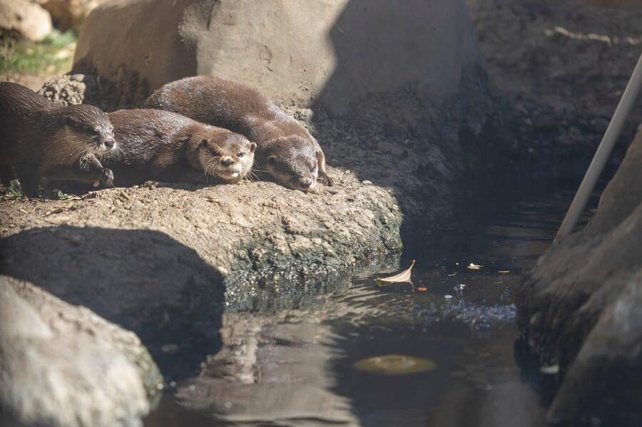 Benalmadena Aquarium Visit - The bio-beach offers something different