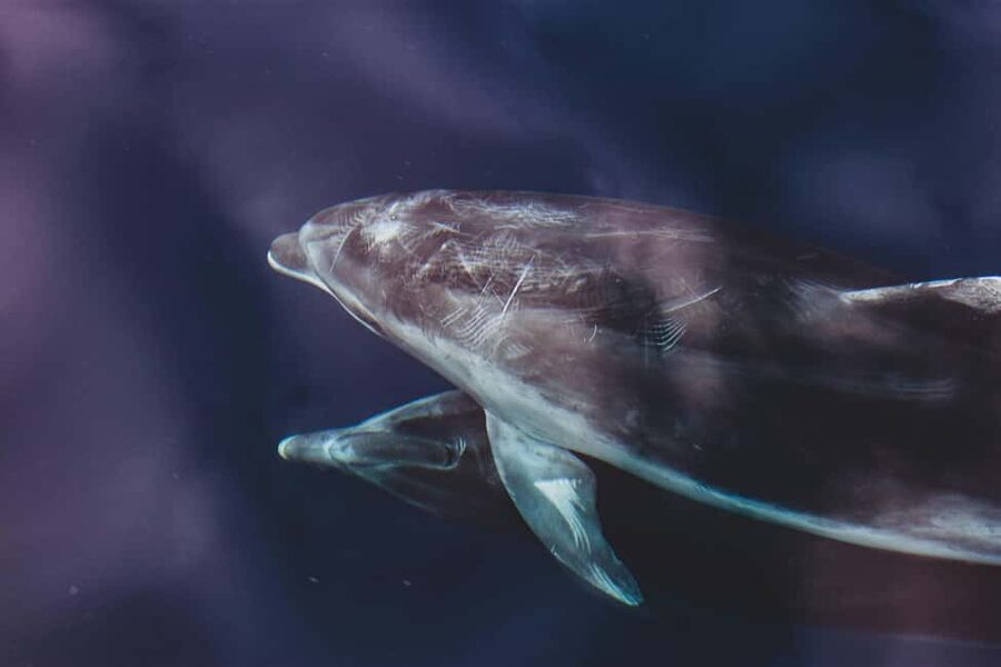 Benalmadena: Dolphin Sighting Boat Tour - Key points before you book