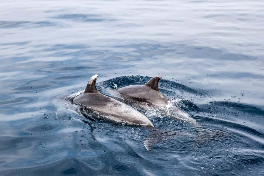 Benalmadena: Dolphin Sighting Boat Tour - Leaving Benalmádena Marina for the Alboran Sea