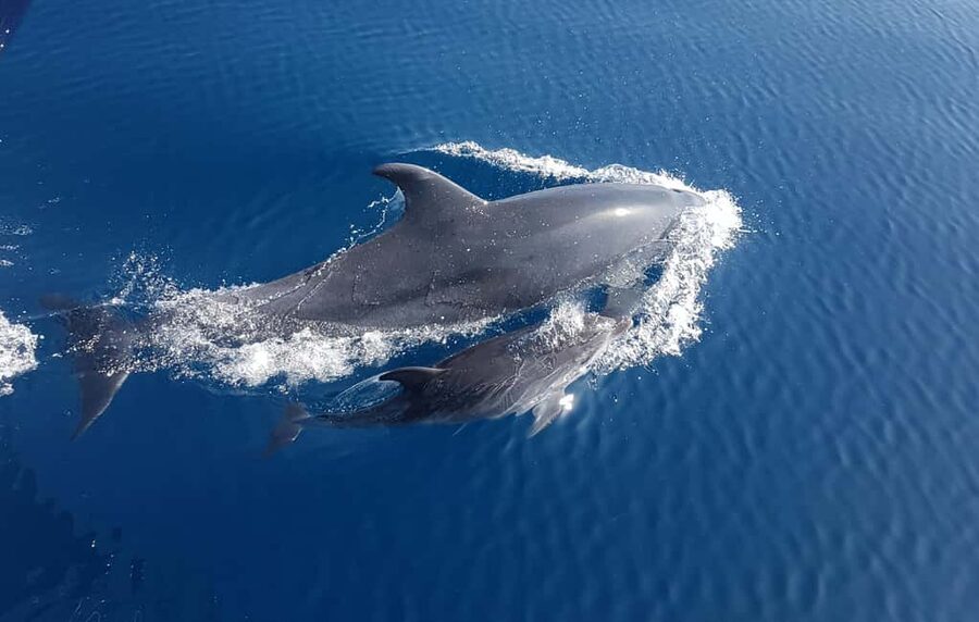 Benalmadena: Dolphin Sighting Boat Tour - What else you may see offshore