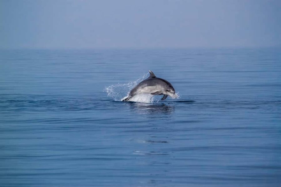 Benalmadena: Dolphin Sighting Boat Tour - The 40-minute dolphin-watching stop