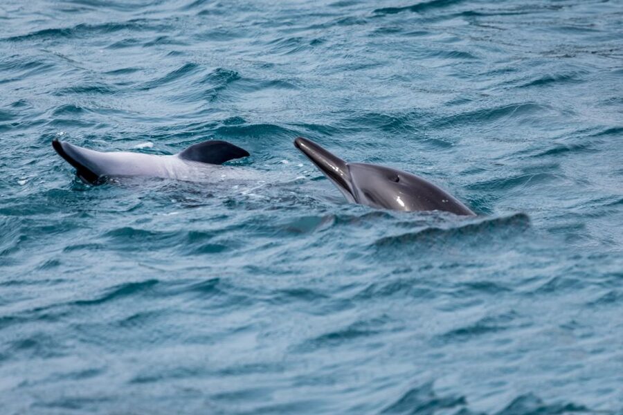 Benalmadena: Dolphin Watching Boat Tour - Cancellation and booking flexibility