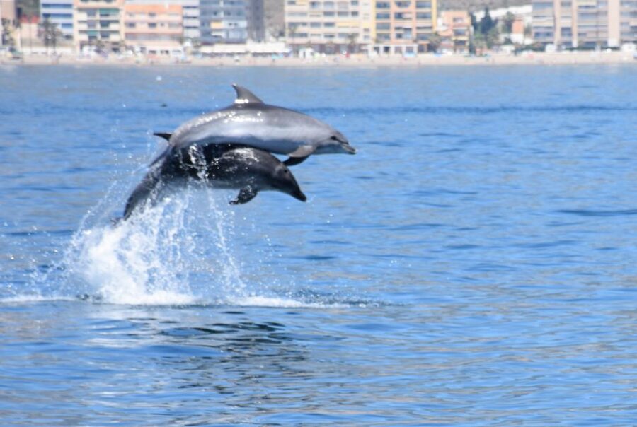 Benalmadena: Dolphin Watching Boat Tour - What you may see along the Costa del Sol