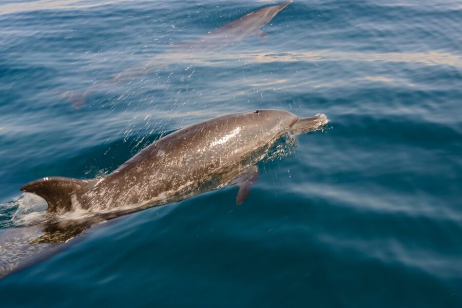 Benalmadena: Dolphin Watching Boat Tour - Life aboard the New Magic