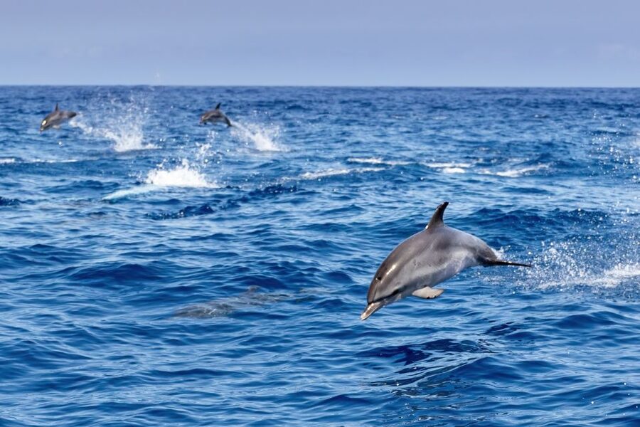 Benalmadena: Dolphin Watching Boat Tour - How much value do you get for $22?