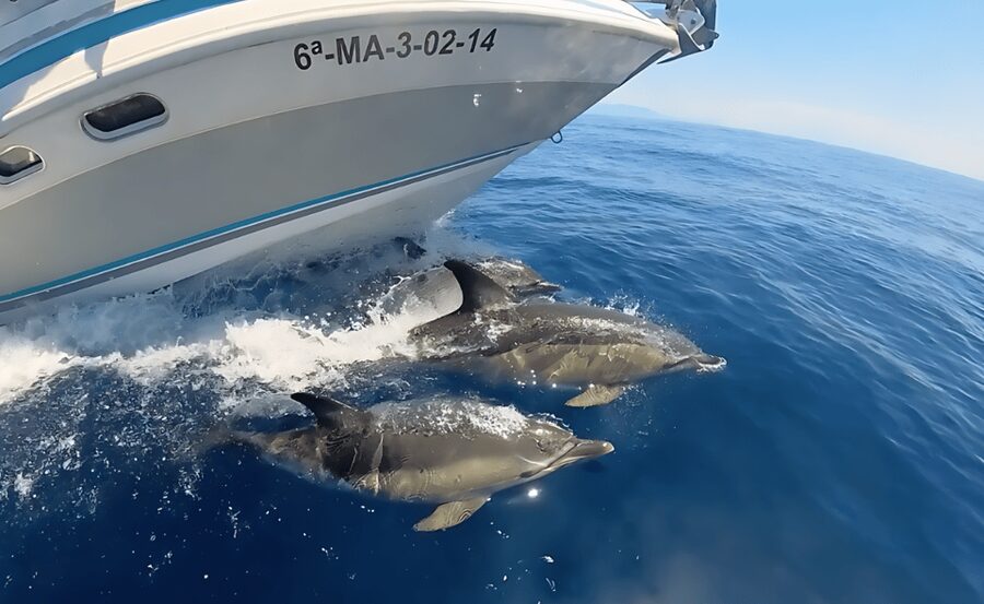 Benalmadena: Private Boat Trips - The boat facilities that matter