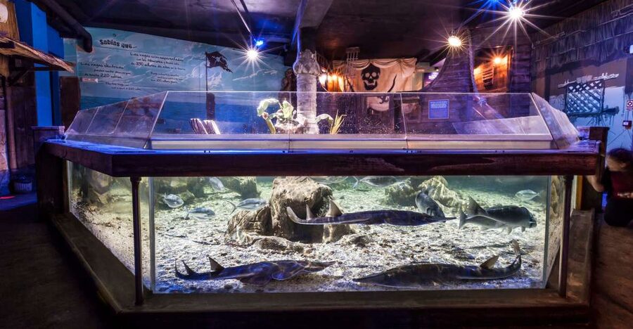 Benalmádena: Sea Life Benalmádena Premium Entry Ticket - What the $26 Premium ticket actually gives you