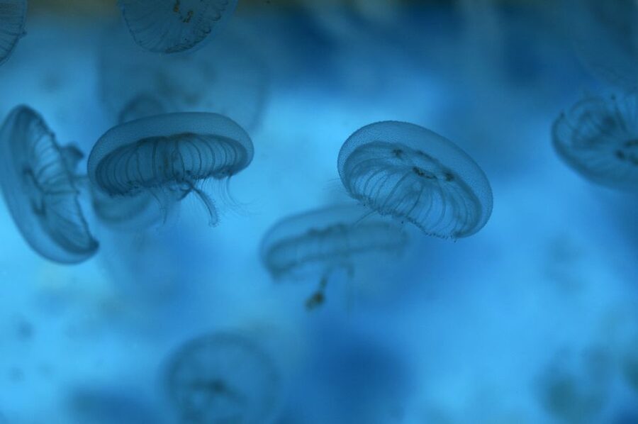 Benalmádena: Sea Life Benalmádena Premium Entry Ticket - How long should you plan?