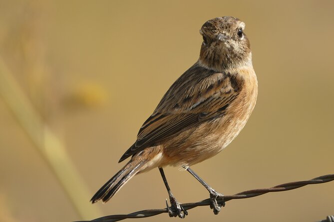 Birding Costa del Sol Day tour - The Guadalhorce Estuary gets the longest visit