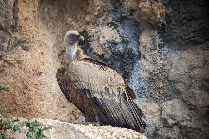 Birding Costa del Sol Day tour - Juanar brings limestone and possible raptors