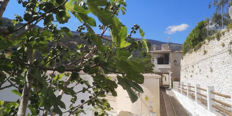 Discovering Las Alpujarras from Málaga - SemiPrivate - Lanjarón and the Cultural Mix of the Region