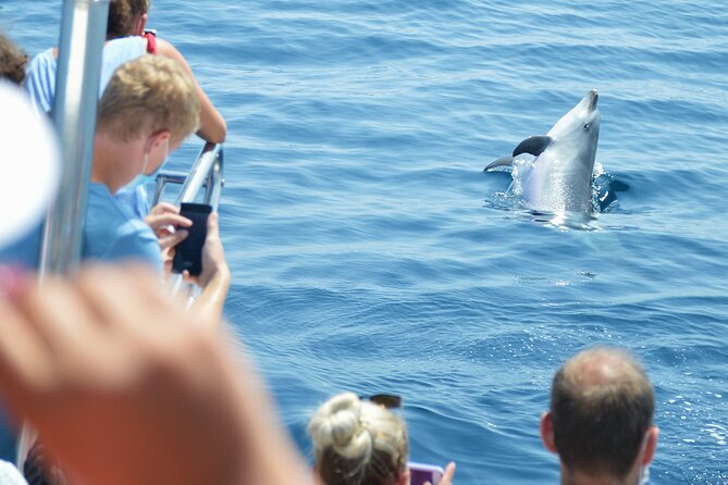Dolphin Sightseeing Boat Tour from Benalmadena - How much value do you get for $22.93?