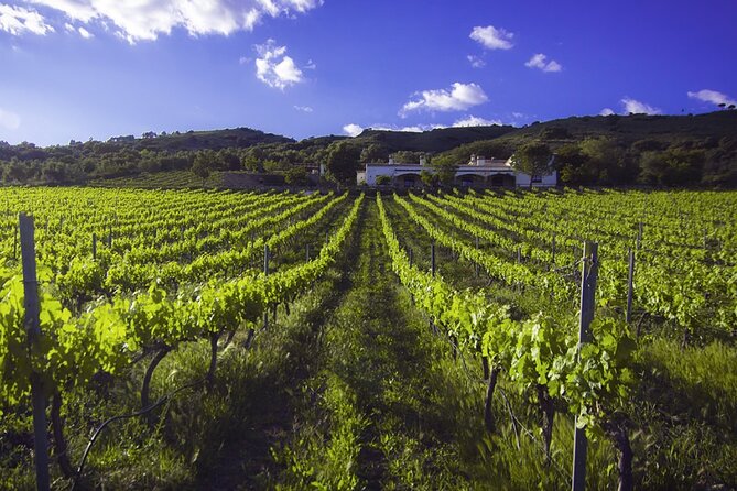 e-Bike (Self-Guided) & Winery tour - 20km Easy - What the $166.80 price includes