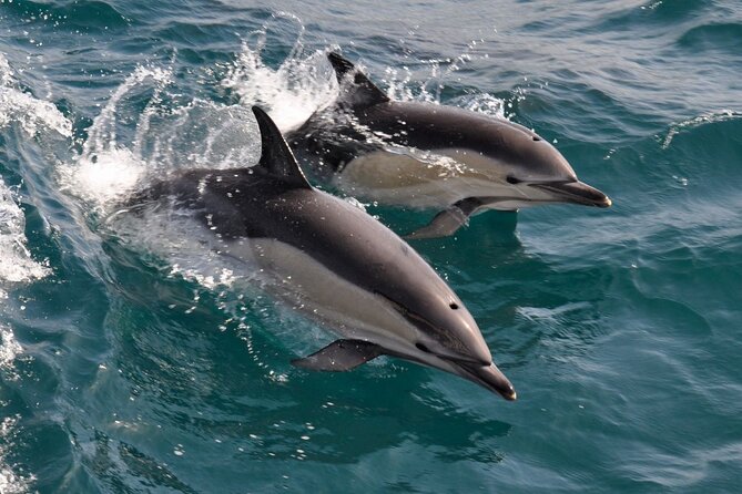 Excursion to Gibraltar with Dolphin Watching from Malaga - Crossing the Gibraltar border