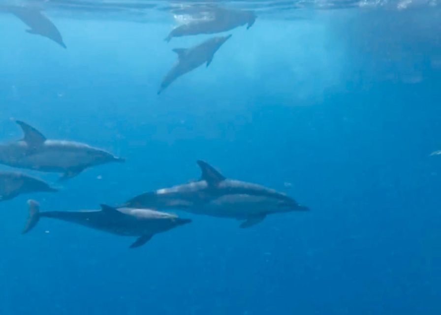 From Benalmádena & Torremolinos: Dolphin Watch Boat Trip - The short cruise and possible 15-minute swim