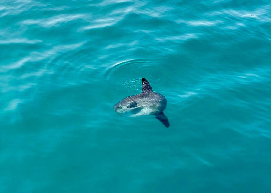 From Benalmádena & Torremolinos: Dolphin Watch Boat Trip - Who will enjoy this boat trip most?