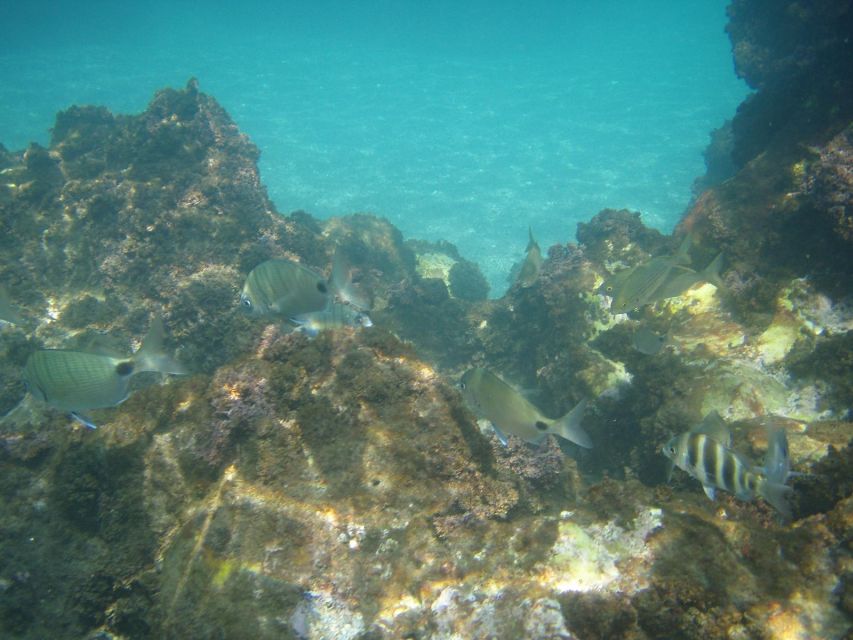 From Malaga: Cliffs of Maro Hike w/ Beach Visit & Snorkeling - My verdict on the Maro hike and snorkeling trip