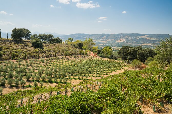 From Malaga: Ronda, Wine & Olive Oil Tasting Premium Small Group - The winery, vineyards, and Sierra de Ronda flavors