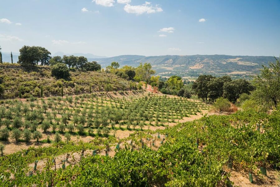 From Málaga: Ronda, Wine & Olive Oil Tasting Small Group - From town streets to the Sierra de Ronda vineyard