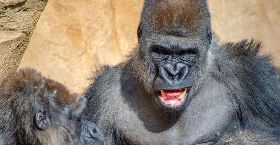 Fuengirola: Bioparc Entrance Ticket - Key points to know before you go
