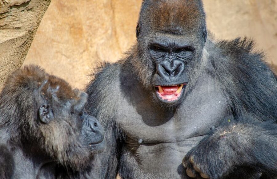 Fuengirola: Bioparc Entrance Ticket - A compact zoo with a proper sense of place