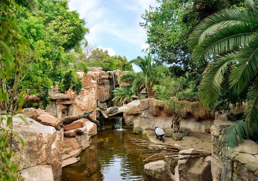 Fuengirola: Bioparc Entrance Ticket - Equatorial Africa, where the biggest animals take over