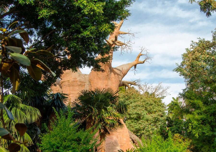 Fuengirola: Bioparc Entrance Ticket - Shows, feeding sessions, and educational moments