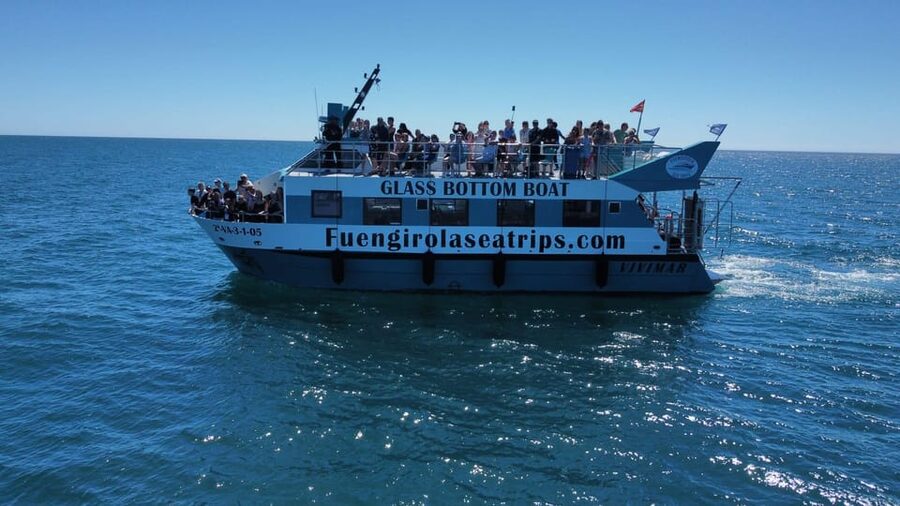 Fuengirola: Catamaran Tour to Spot Dolphins - Watching dolphins in open water