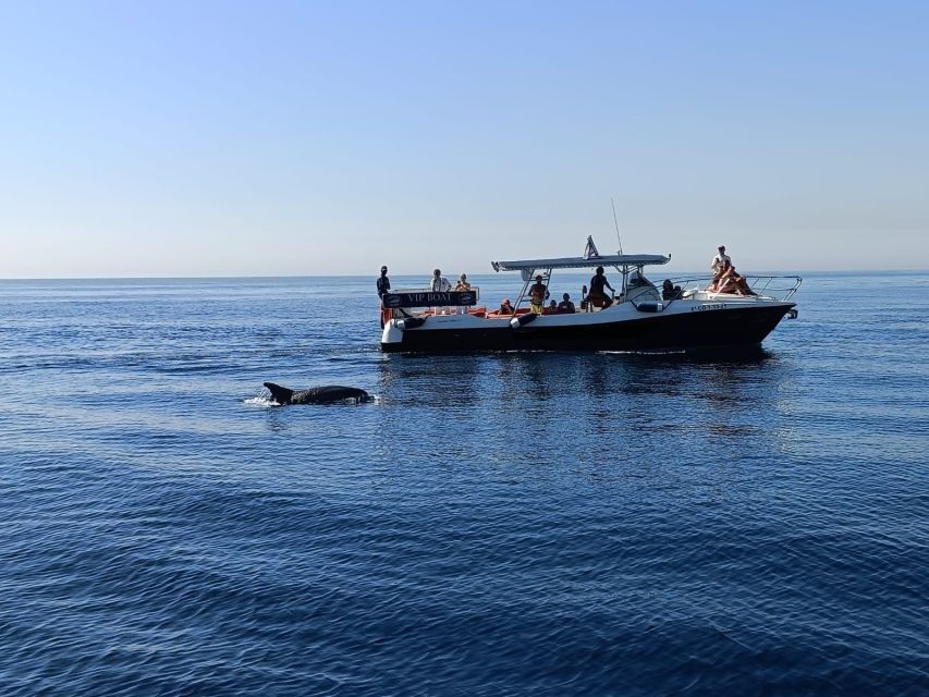 Fuengirola: Fantastic Dolphin Watching Yacht Tour with Drink - Should you book the Fuengirola dolphin cruise?