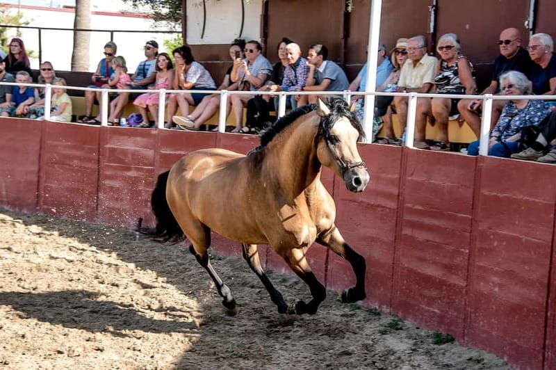 Fuengirola: Spanish Horse Show with Optional Dinner/Flamenco - The 18:00 horse show at Finca El Cartujano