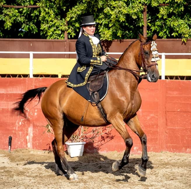 Fuengirola: Spanish Horse Show with Optional Dinner/Flamenco - The 19:45 paella dinner in the trophy room