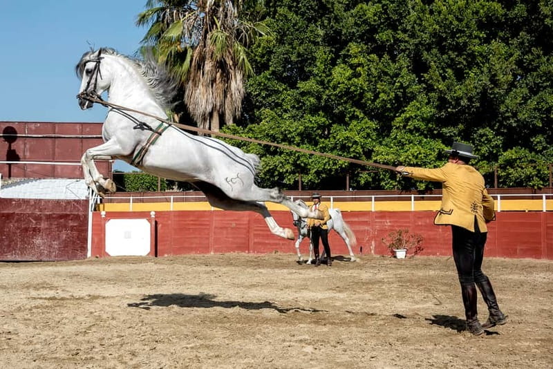 Fuengirola: Spanish Horse Show with Optional Dinner/Flamenco - The 21:30 flamenco performance