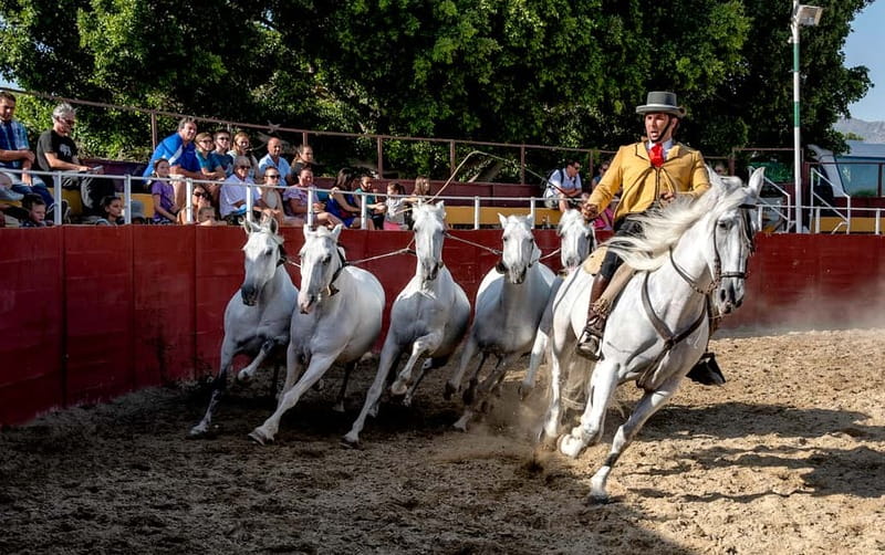 Fuengirola: Spanish Horse Show with Optional Dinner/Flamenco - Choosing the right ticket option