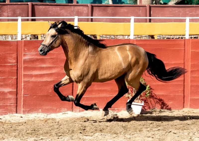 Fuengirola: Spanish Horse Show with Optional Dinner/Flamenco - How much value does the $40 price offer?