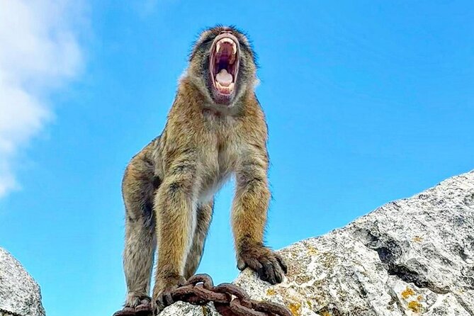 Gibraltar Private Daytrip From Malaga - Great Siege Tunnels and the limits of a tight schedule