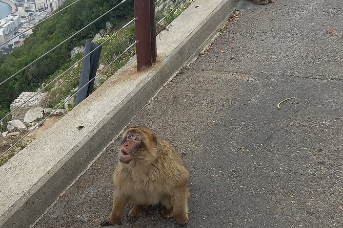 Gibraltar Private Tour from Malaga and Surrounding Areas - St. Michael’s Cave: short visit, big effect