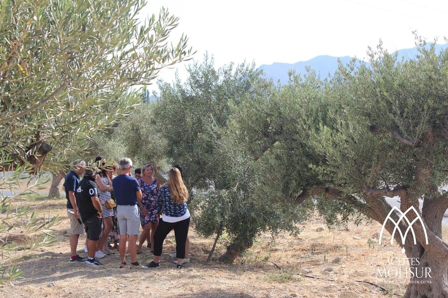 Guided tour and oil tasting at the Aceites Molisur factory - Learning to taste three extra virgin olive oils