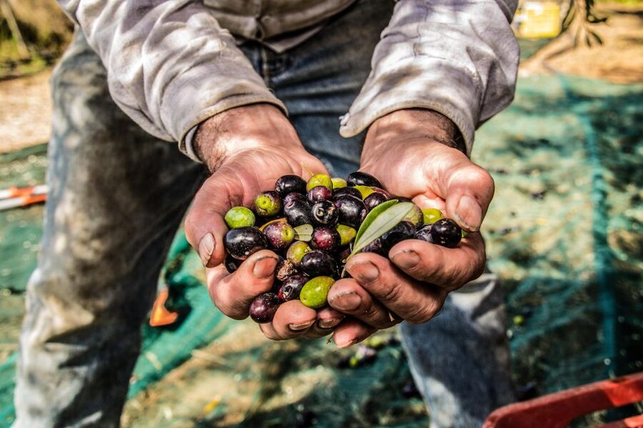 Guided tour and oil tasting at the Aceites Molisur factory - Who will enjoy this Aceites Molisur visit?