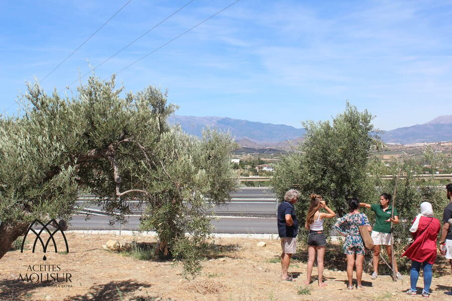 Guided tour and oil tasting at the Aceites Molisur factory - Starting at the Aceites Molisur shop