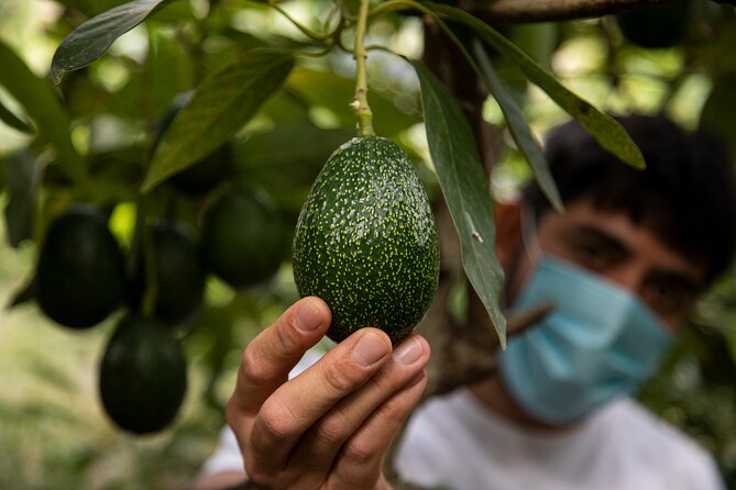 Guided Tour to the only coffee farm in Europe - Why a European coffee farm is worth seeing
