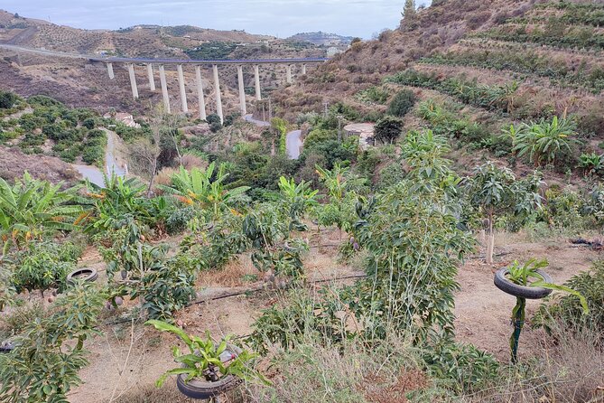 Guided Tour to the only coffee farm in Europe - Walking through coffee, mangoes, and red bananas