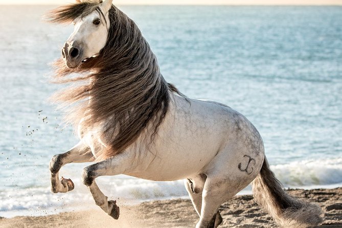 Horse and Flamenco Show in Malaga - Seating, sound, and the feel of the venue