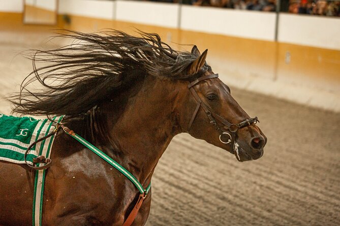 Horse and Flamenco Show in Malaga with Dinner - Dinner with Andalusian music from 8:10 to 9:15 pm