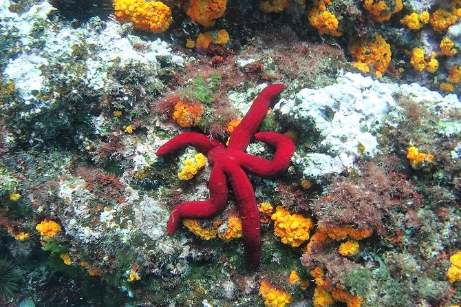 Kayak & Snorkel Tour in Cerro Gordo Natural Park, La Herradura - Price, timing, and what you receive