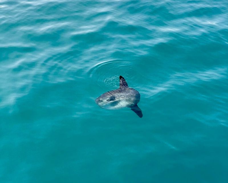 Málaga: Boat Tour w/ Snorkeling, Water Activities, and Lunch - The crew and the small-boat atmosphere