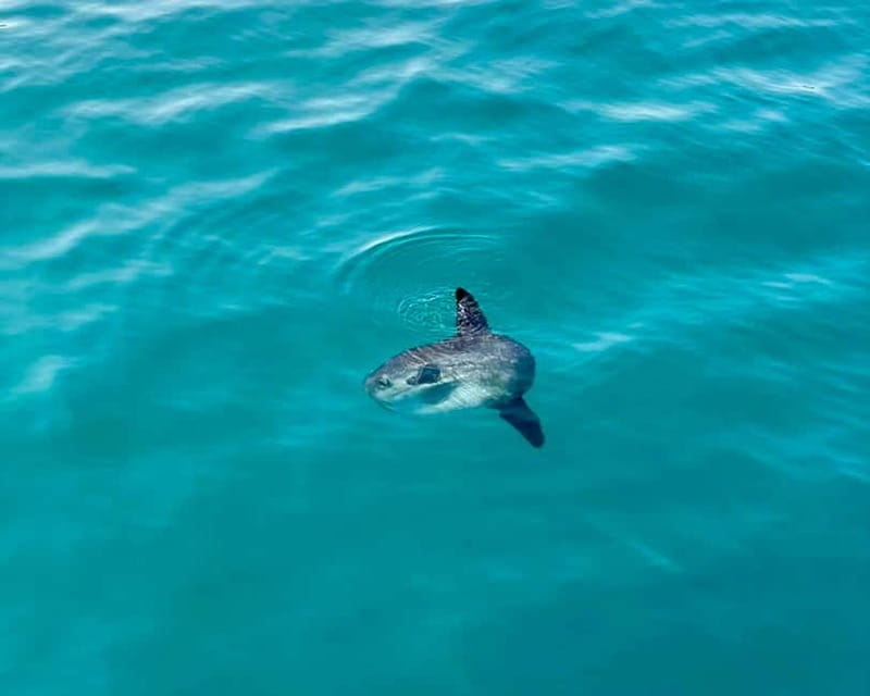 Málaga: Boat Tour w/ Snorkeling, Water Activities, and Lunch - Searching for dolphins off the Málaga coast