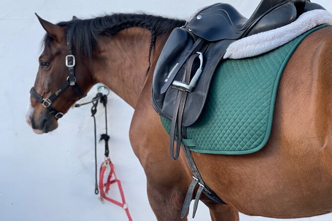 Malaga - guided horseback riding - Price, private groups, and overall value