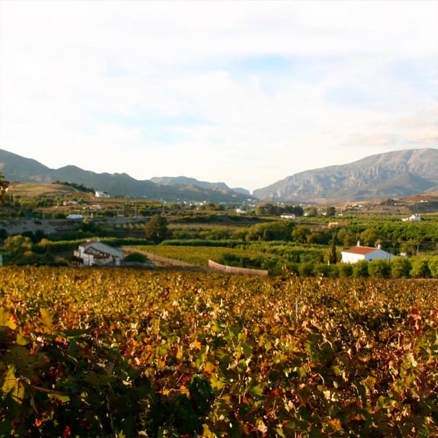 Malaga: White Village, Vineyard, and Wine Tasting Wine Tour - Why Álora makes a better wine day than a city-only tasting